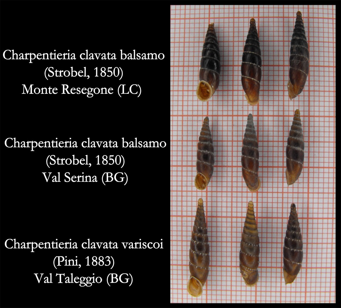 Charpentieria balsamo e variscoi